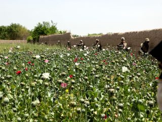 A poppy field in Helmand province, Afghanistan (file photo from a U.S. military photographer)