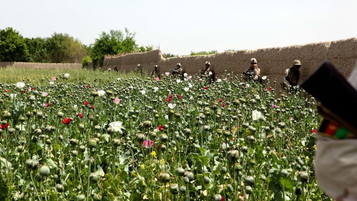 A poppy field in Helmand province, Afghanistan (file photo from a U.S. military photographer)