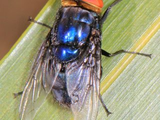 A New World screwworm fly (Cochliomyia hominivorax) photographed in Big Pine Key, Florida in 2017 (file photo)